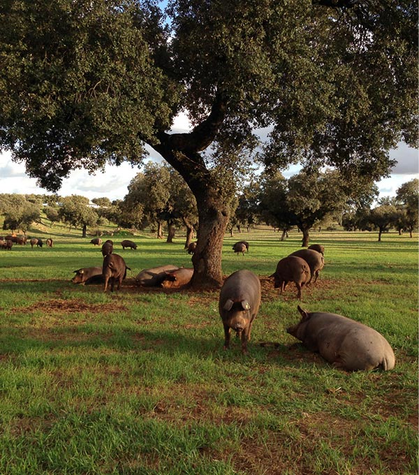 Campo con cerdos ibéricos descansando bajo encinas
