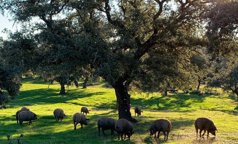 Campo con cerdos ibéricos descansando bajo encinas