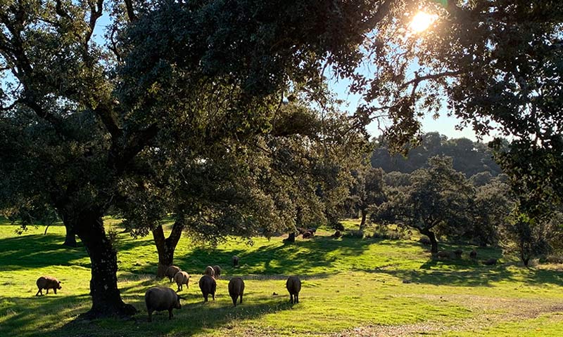 La vida del cerdo ibérico en la dehesa