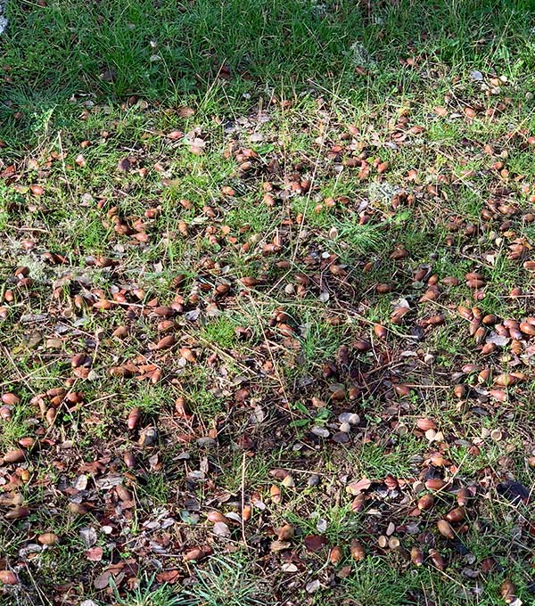 I lecci e le querce da sughero che costituiscono la dehesa appartengono alla specie Quercus, il cui frutto è la ghianda (bellota).