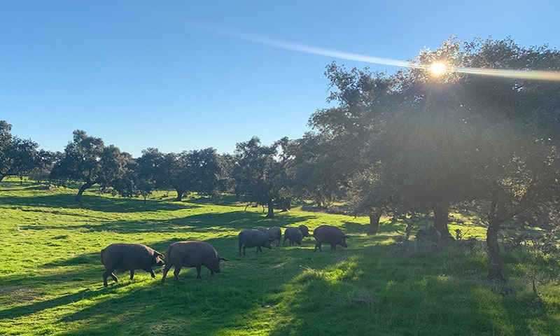 Natura allo stato puro e pascolo in libertà dei maiali iberici in un ecosistema unico, la dehesa