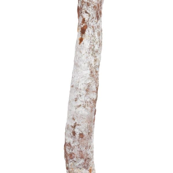 Chorizo de Bellota Ibérico Alta Gastronomía FISAN