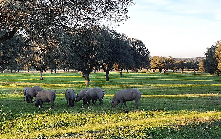 Cerdos ibéricos alimentándose en la dehesa