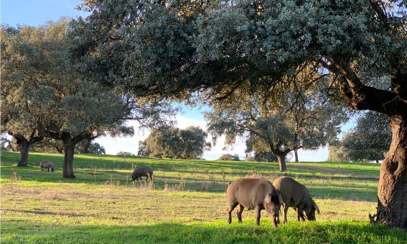 cerdos ibéricos de bellota en campo de encinas