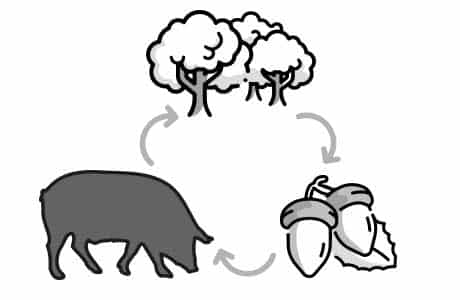 Proceso de la bellota y el cerdo en la montanera