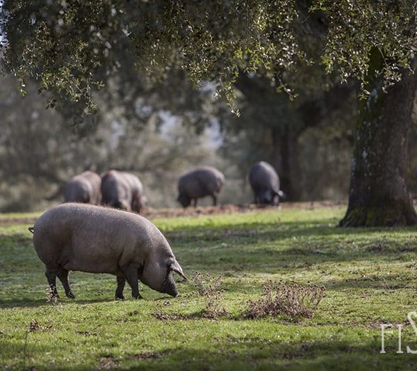 montanera-2016-2017-cerdo-iberico-primer-plano.jpg