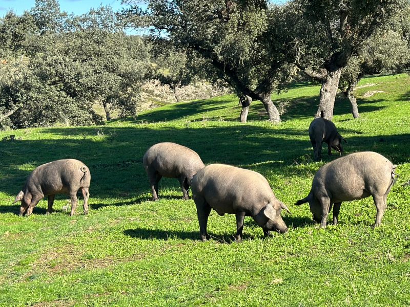 Matanza del cerdo, claves de una tradición viva Blog FISAN