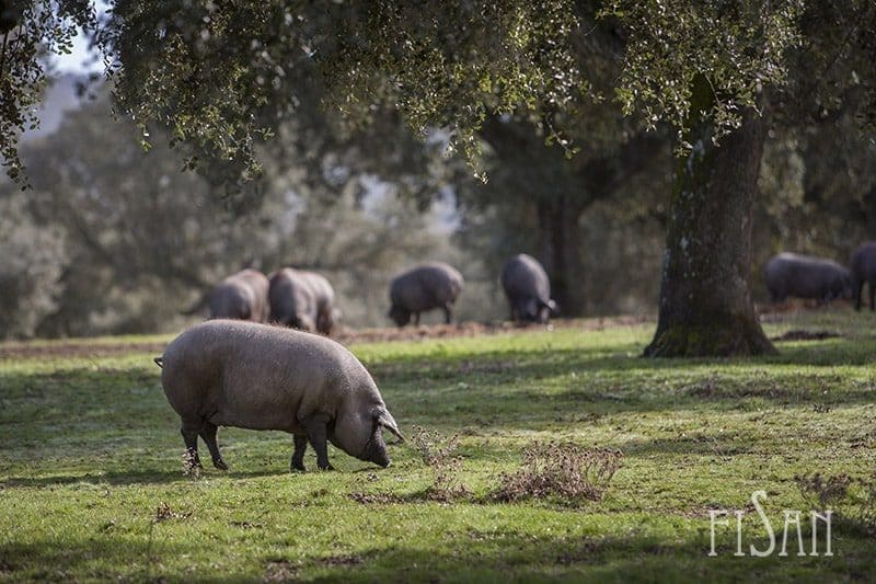 montanera-2016-2017-cerdo-iberico-primer-plano.jpg